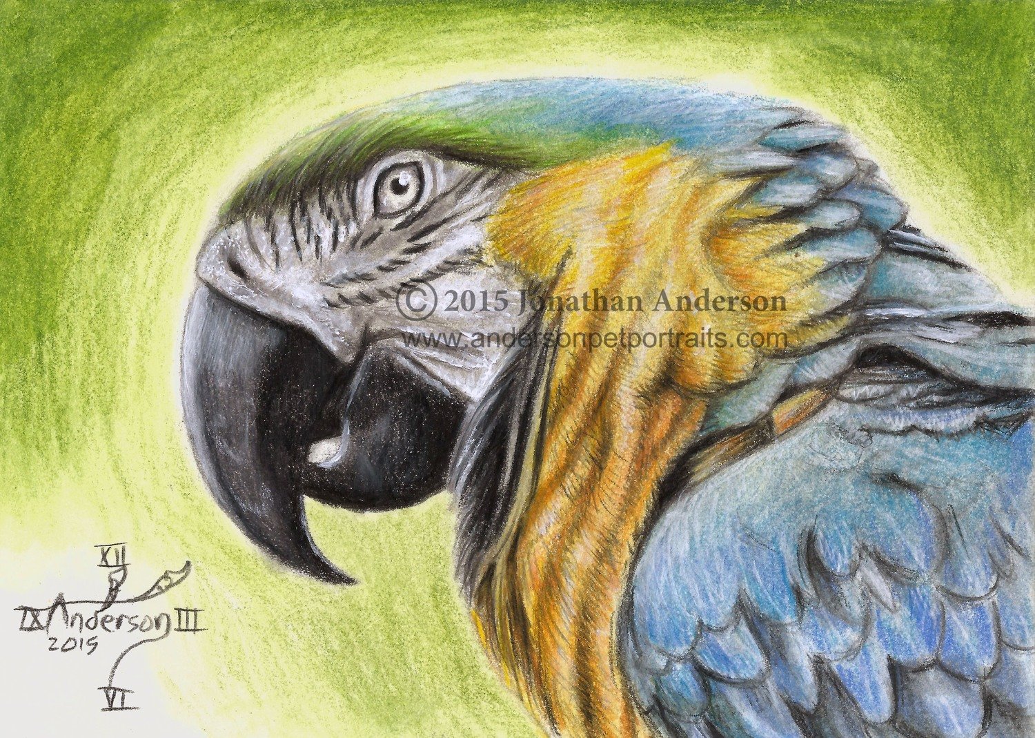 Parrot drawing print