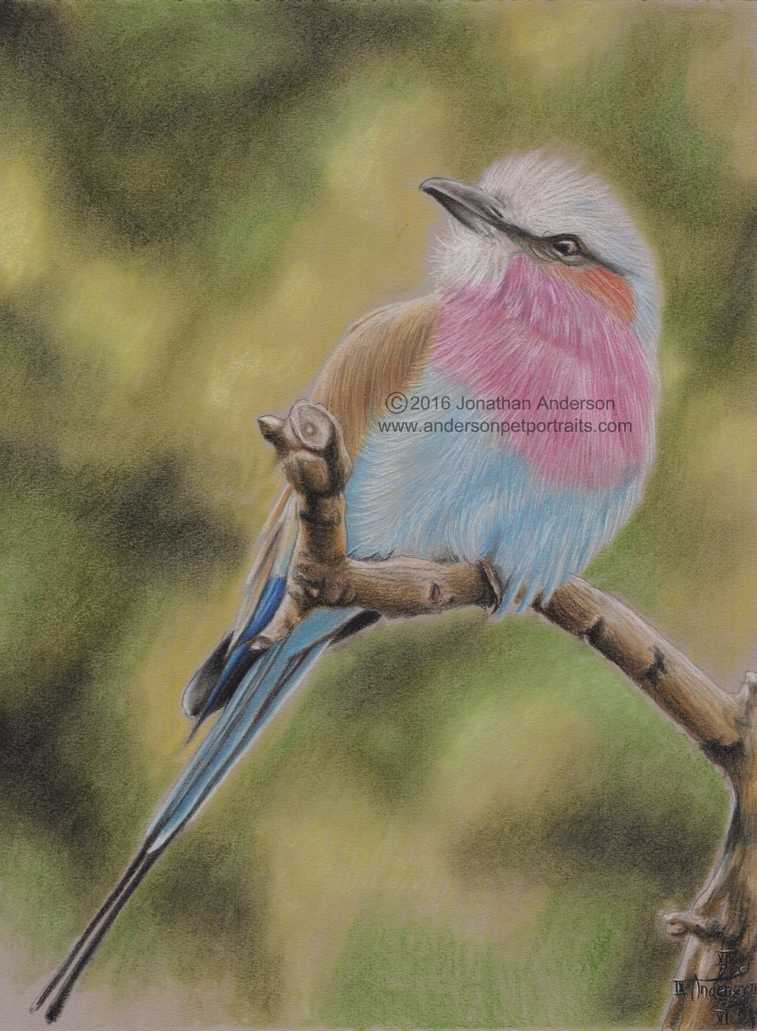 Lilac Breasted Roller original 12&quot;x16&quot; pastel drawing