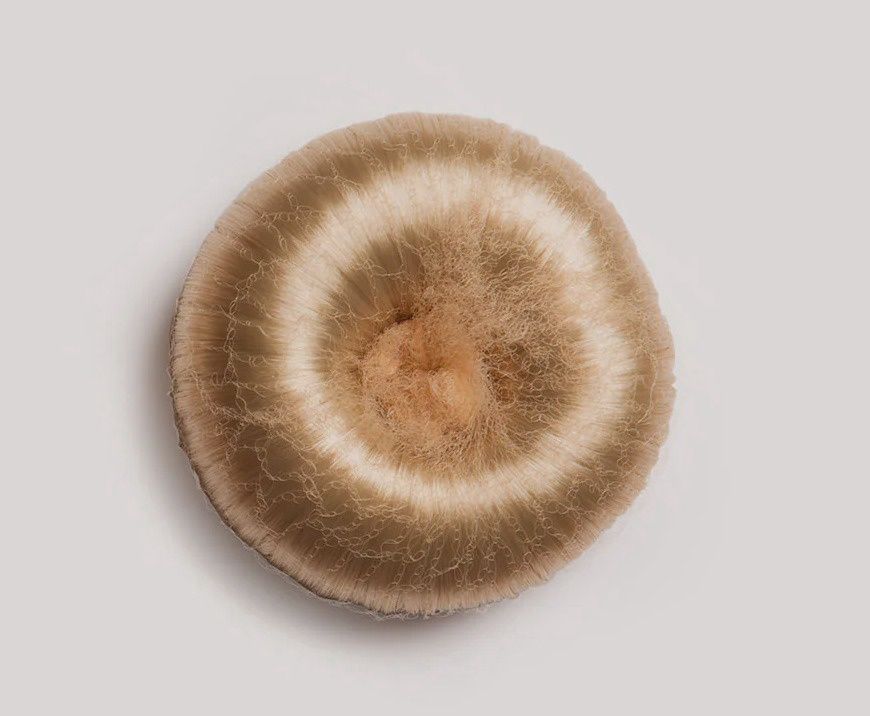 Hair Bun Donut, Colour: Honey, size: Medium