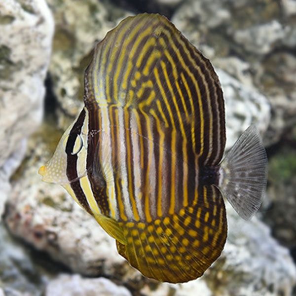 Sailfin Tang