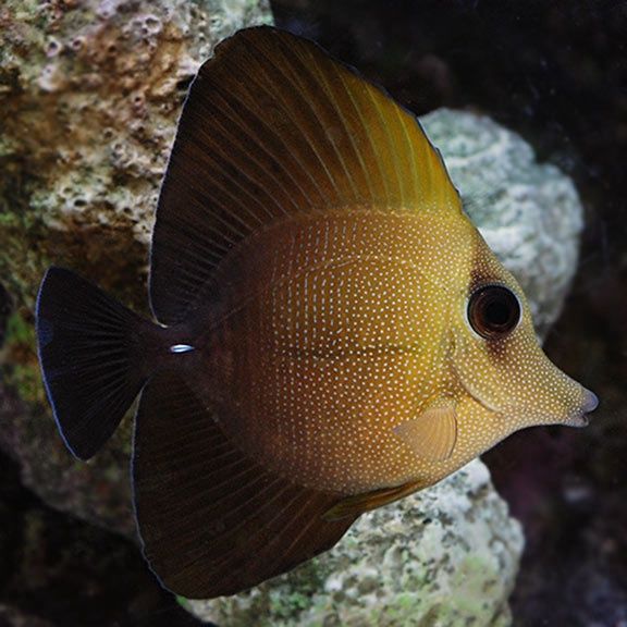 Scopas Tang (Medium)