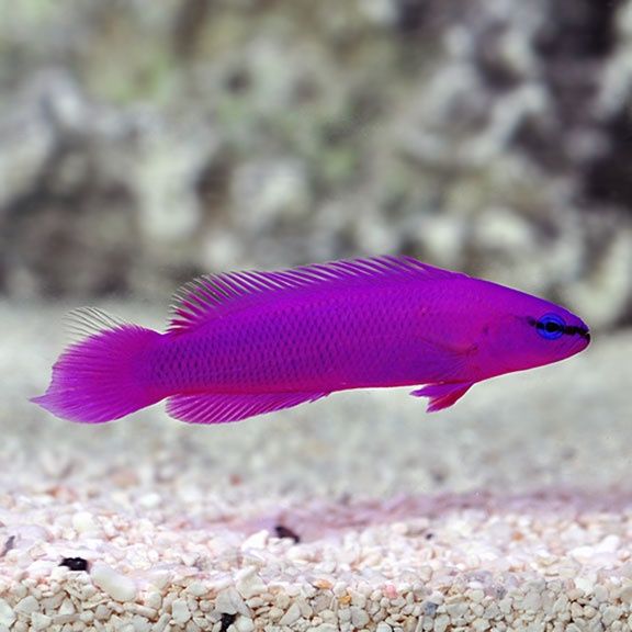 Orchid Dottyback (CB)