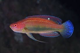 Teminicki Fairy Wrasse
