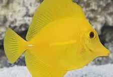 Yellow Tang (T.R.)