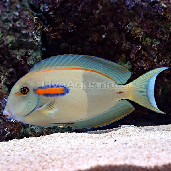 Orange Shoulder Tang