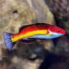 Naokoae Fairy Wrasse