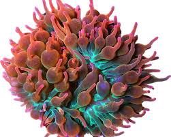 Anemone Bubbletip -Rainbow