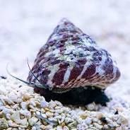 Trochus Red Banded Snail