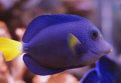 Purple Tang