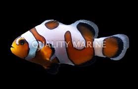 Davinci Clown Fish (Grade A) CB