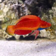 Sailfin Fairy Wrasse