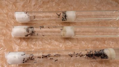 Ants