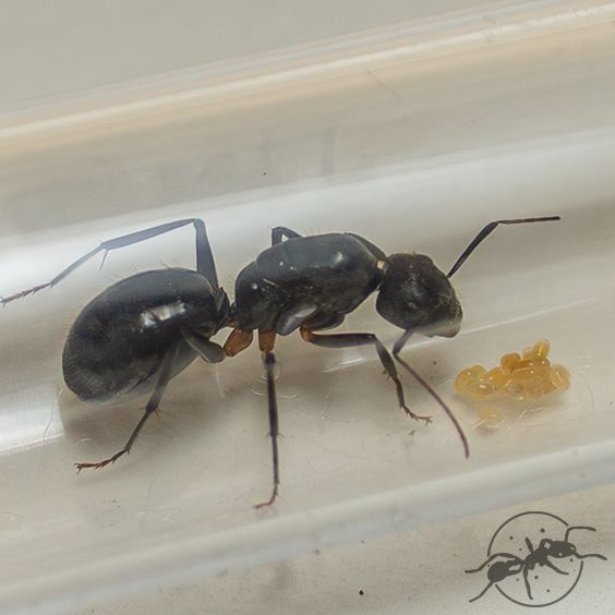 Camponotus parius