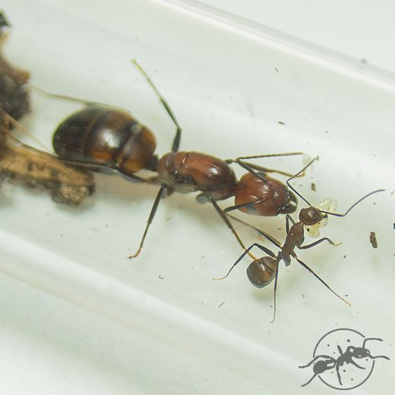 Camponotus nicobarensis