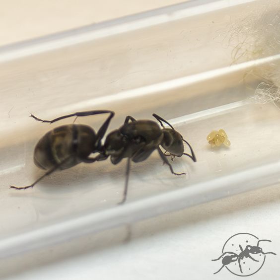 Colobopsis leonardi sp.