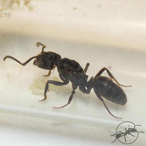 Ondontoponera denticulata