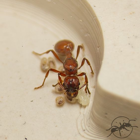 Manica rubida