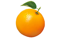 Shop Orange Mailer