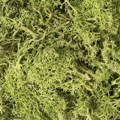 Lichen
