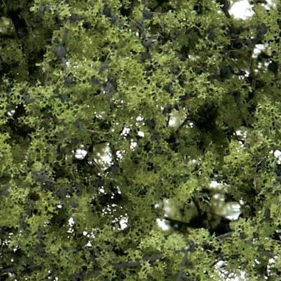 Fine-Leaf Foliage