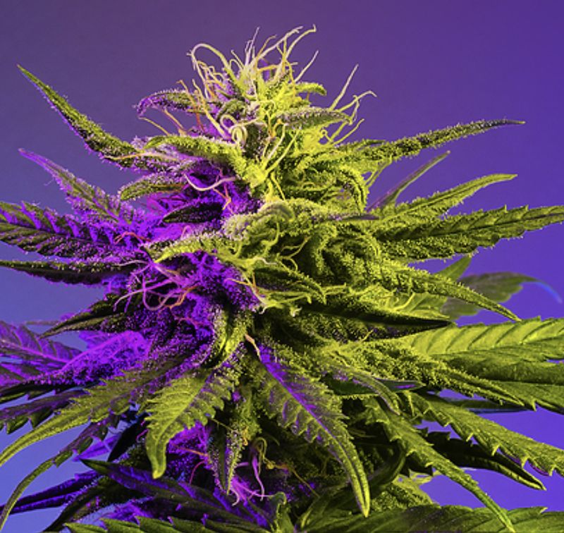 Zaza Living Soil THCA Flower 3.5g