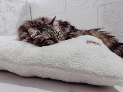 Legowiska dla Twojego PUPILA