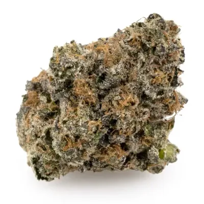 PURPLE OCTANE | INDICA