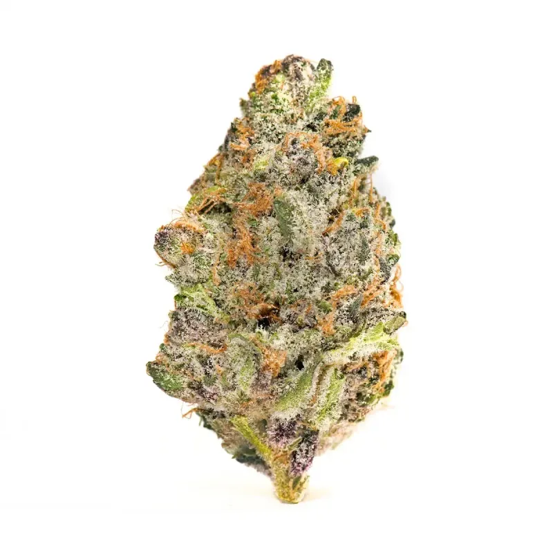 ELECTRIC MIMOSA | HYBRID