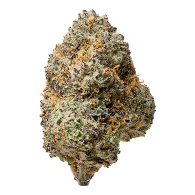 Biscotti X Gelato | HYBRID