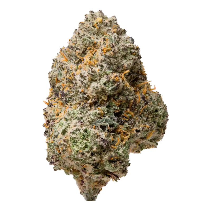 Biscotti X Gelato | HYBRID