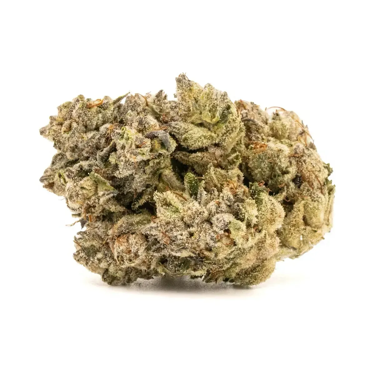 BAHAMA BREEZE | HYBRID BAHAMA BREEZE | HYBRID