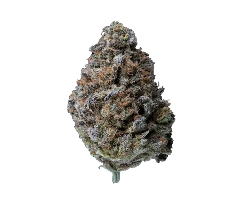Blueberry Muffin | HYBRID