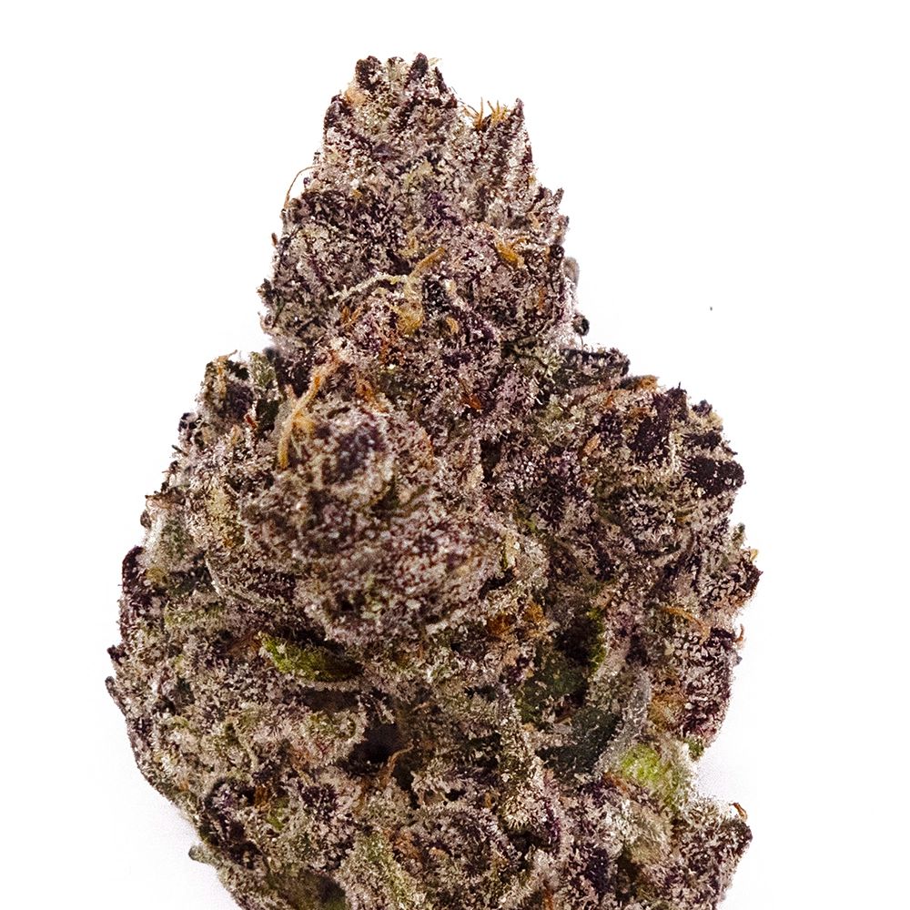 BLACK SCOTTI | HYBRID