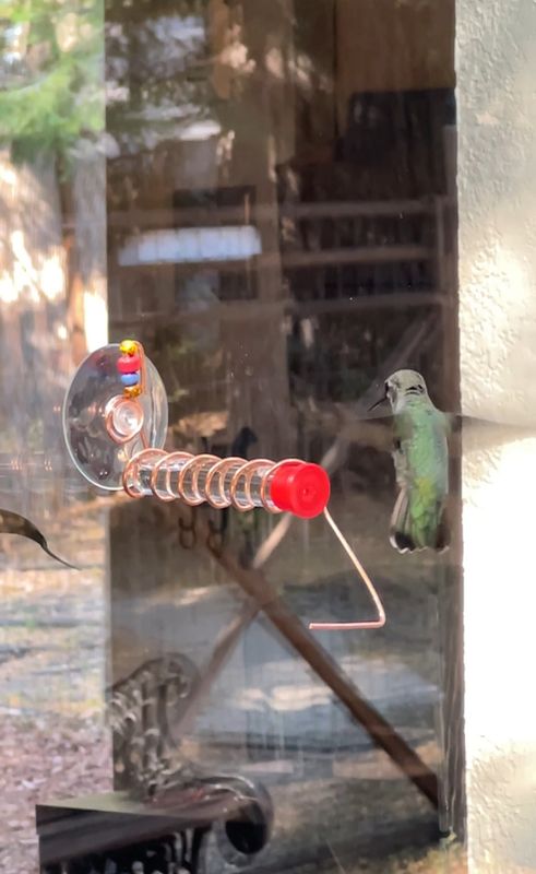 Test Tube Window hummingbird feeder, suction cup mount.