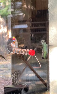 Test Tube Window hummingbird feeder, suction cup mount.