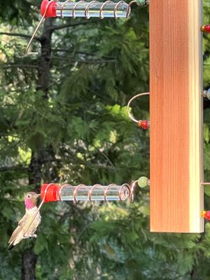 Bird feeders