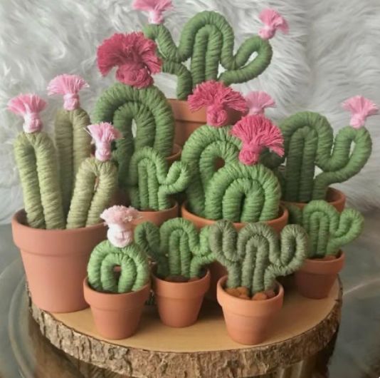 GC FRIDAY 6:00 - Knotty Little Cactus