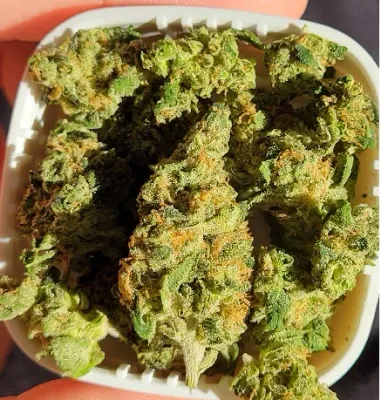 Buy Sativa Weed Strains Online UK
