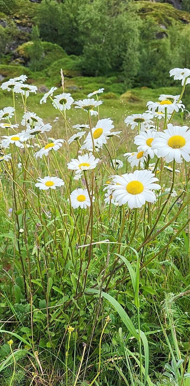 Mindful Yoga-kurs m/Torill