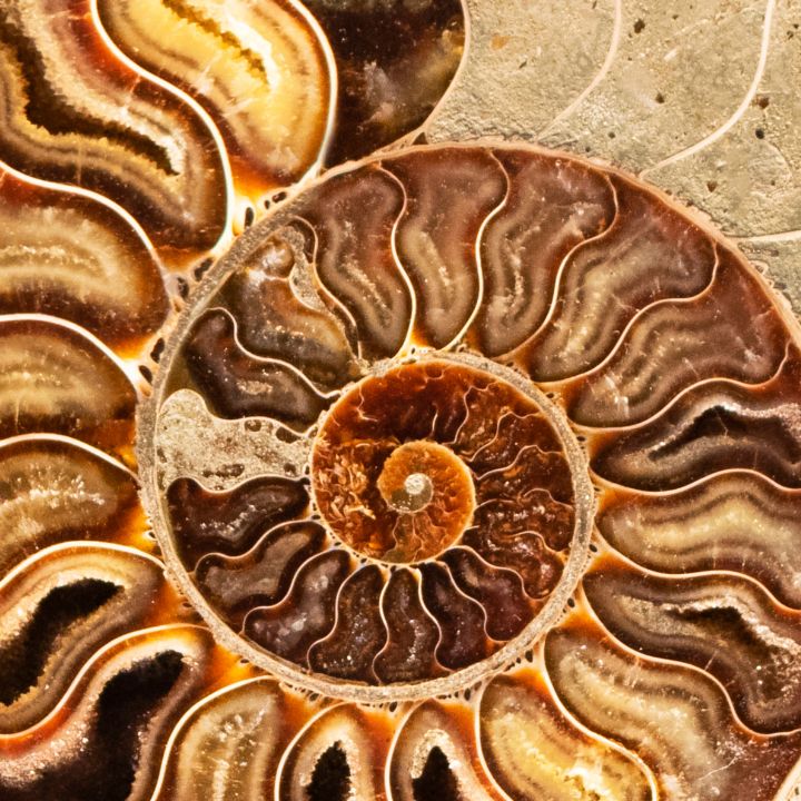 FÓSILES