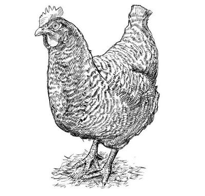 Chicken