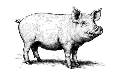 Pork