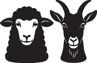Goat/ Sheep