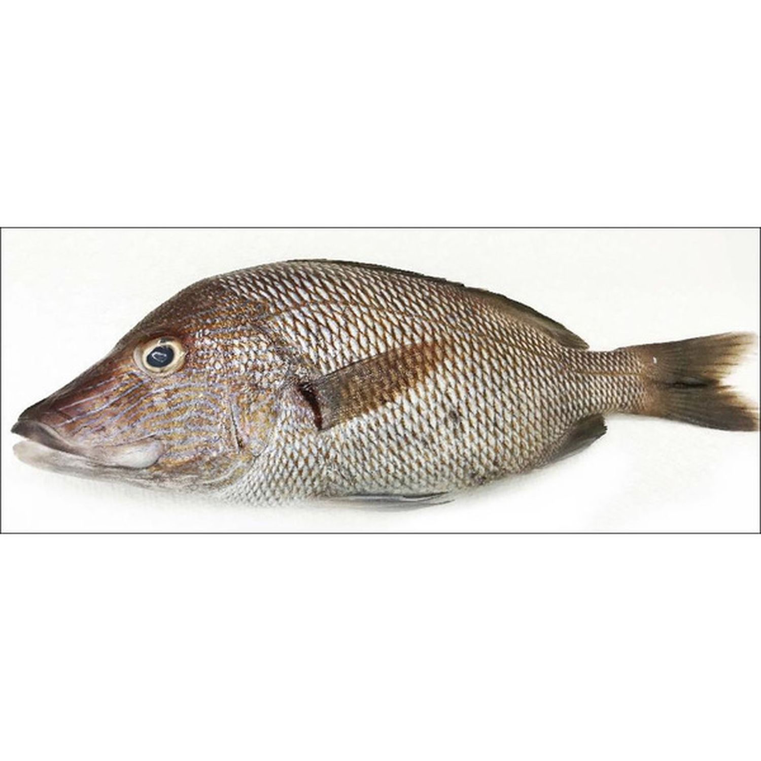 Grunt Fish per Lb