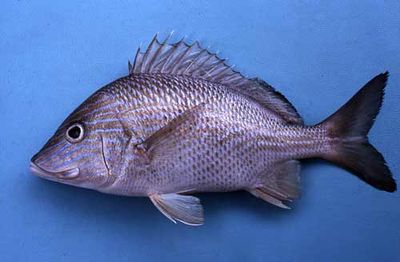 Grunt Fish per Lb