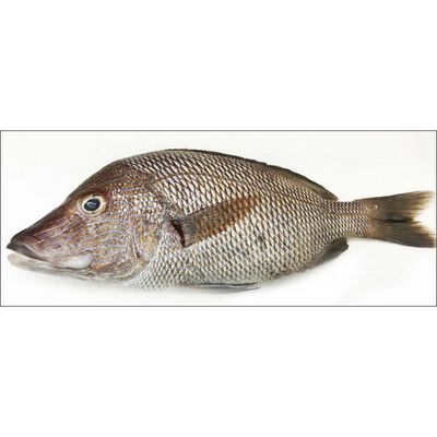 Grunt Fish per Lb