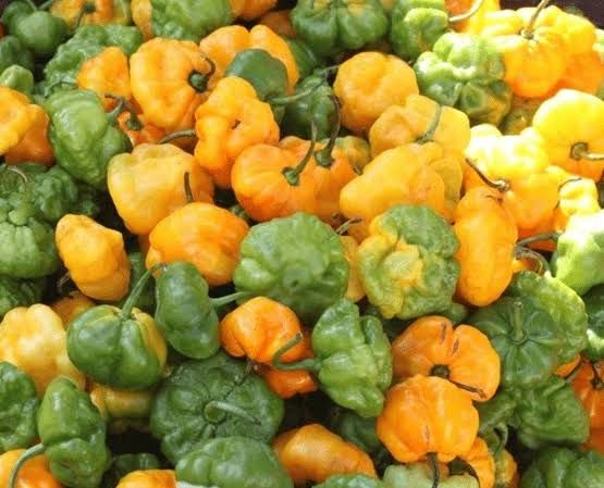 Scotch Bonnet Pepper per Lb