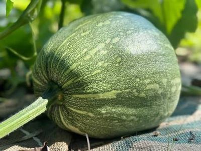 Pumpkin per Lb