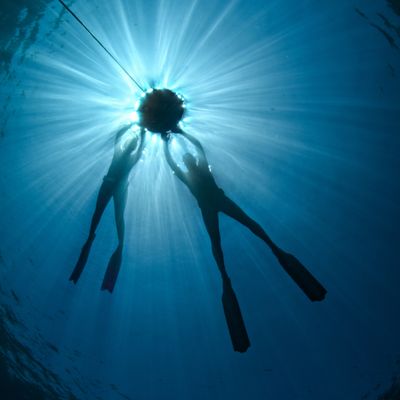 Freedive