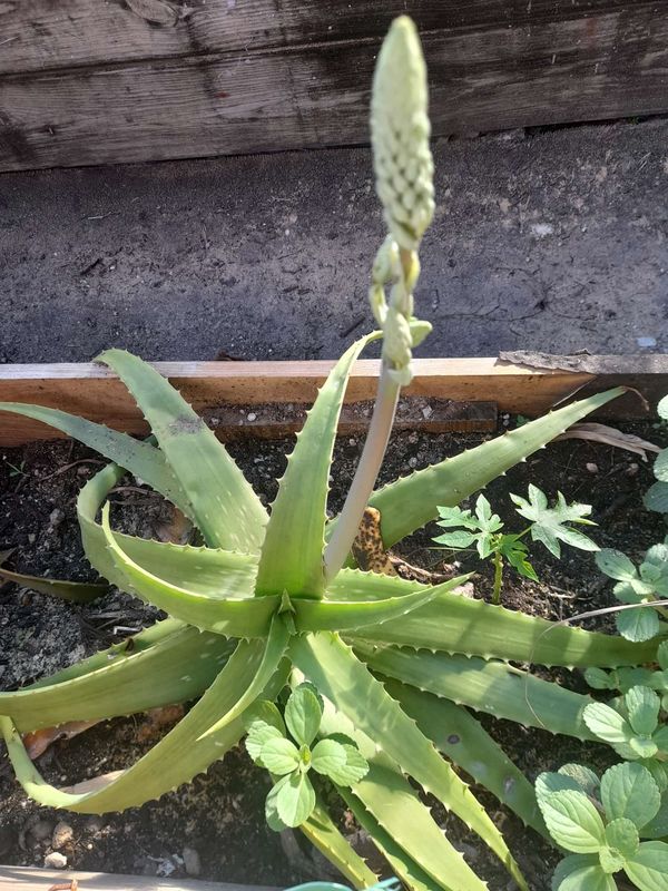 Aloe Vera